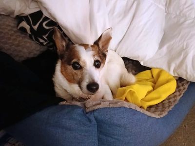 Ben | Pomeranian Cross | West Calder (Edinburgh) - 3