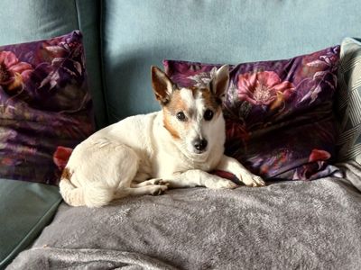 Ben | Pomeranian Cross | West Calder (Edinburgh) - 1