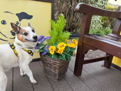 Ben, a 16 years old male Pomeranian available for adoption from Dogs Trust in Scotland