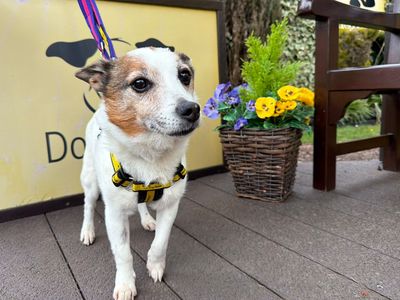 Ben | Pomeranian Cross | West Calder (Edinburgh) - 5