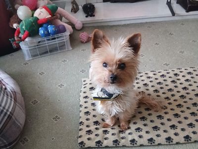 Bella | Terrier (Yorkshire) | West Calder (Edinburgh) - 2