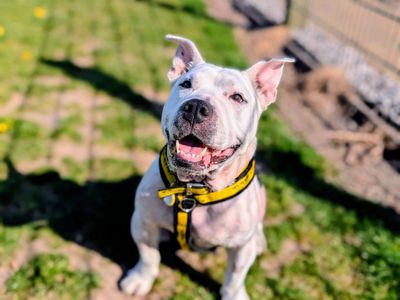 Polar Bear | Terrier (Bull) Cross | Cardiff - 3