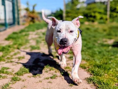 Polar Bear | Terrier (Bull) Cross | Cardiff - 5