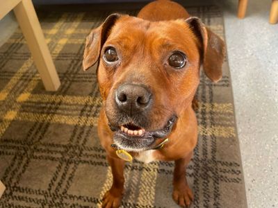 Fran | Terrier (Staffordshire Bull) | West Calder (Edinburgh) - 5