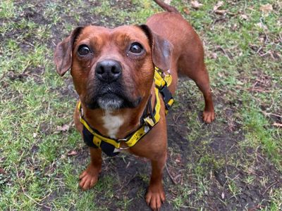 Fran | Terrier (Staffordshire Bull) | West Calder (Edinburgh) - 3