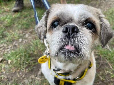 Saul | Shih Tzu | West Calder (Edinburgh) - 3