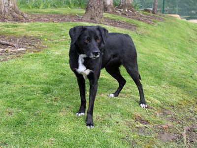 Paige | Collie (Border) Cross | Merseyside (Liverpool) - 3