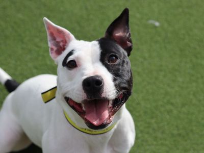 Viola | Terrier (Staffordshire Bull) | Glasgow - 1