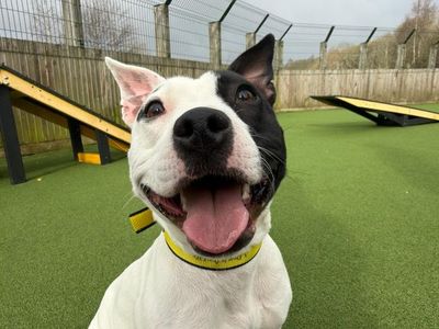 Viola | Terrier (Staffordshire Bull) | Glasgow - 3