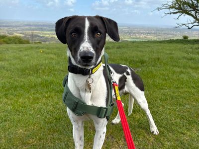 Pickles | Crossbreed | Shoreham (Sussex) - 5