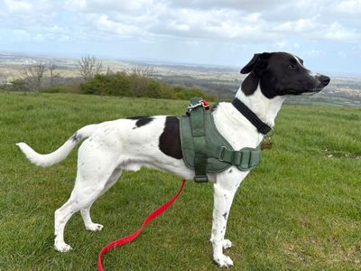 Pickles | Crossbreed | Shoreham (Sussex) - 3