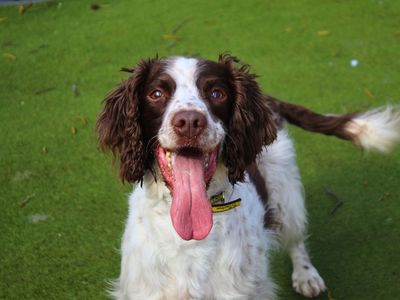 Harry | Spaniel (English Springer) | Manchester - 3