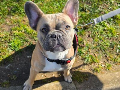 River — French Bulldog