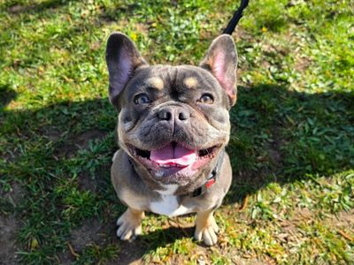 Penny — French Bulldog