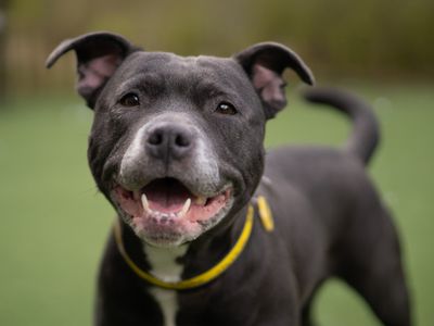 Laika | Terrier (Staffordshire Bull) | Kenilworth (West Midlands) - 1