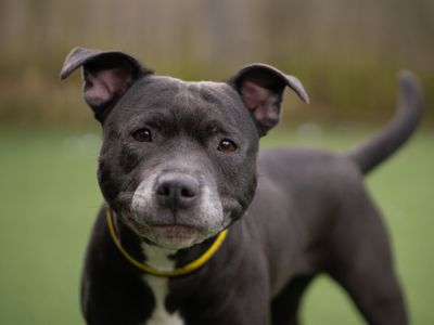 Laika | Terrier (Staffordshire Bull) | Kenilworth (West Midlands) - 3