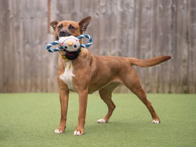 Lana | Belgian Shepherd Dog (Malinois) Cross | Kenilworth (West Midlands) - 3