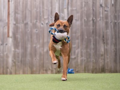 Lana | Belgian Shepherd Dog (Malinois) Cross | Kenilworth (West Midlands) - 5