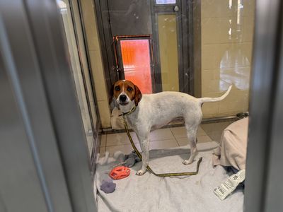 Latte | Foxhound Cross | Basildon (Essex) - 2