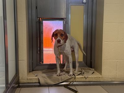 Latte | Foxhound Cross | Basildon (Essex) - 3