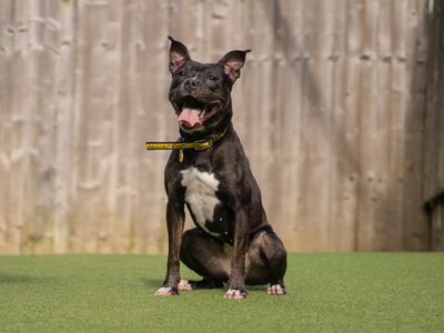 Lolly | Terrier (Staffordshire Bull) | Kenilworth (West Midlands) - 3