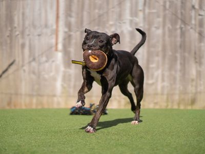 Lolly | Terrier (Staffordshire Bull) | Kenilworth (West Midlands) - 1