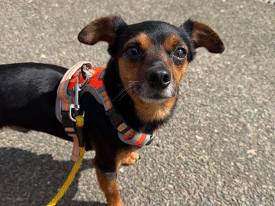 Bexley, a 6 years old male Chihuahua available for adoption from Dogs Trust in Norfolk