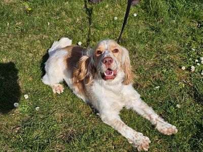 Bailey | Spaniel (Cocker) Cross | Evesham (Worcestershire) - 2