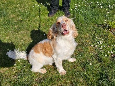 Bailey | Spaniel (Cocker) Cross | Evesham (Worcestershire) - 3