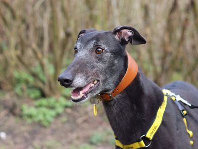 Ronnie | Greyhound | Glasgow - 2