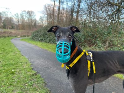 Ronnie | Greyhound | Glasgow - 3