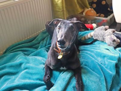 Ronnie | Greyhound | Glasgow - 5