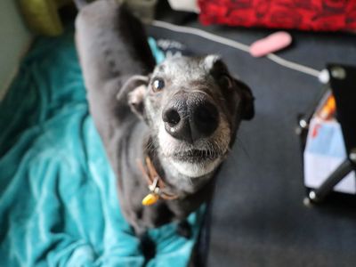 Ronnie — Greyhound