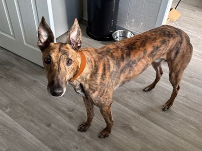 Anton | Greyhound | Glasgow - 1