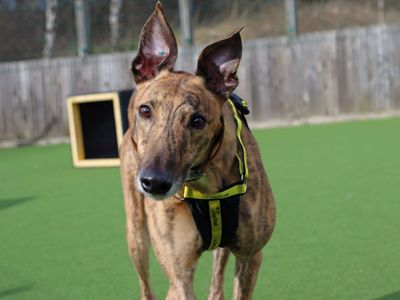 Anton | Greyhound | Glasgow - 3