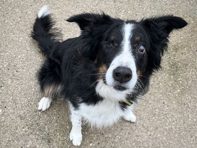 Harry | Collie (Border) | Shoreham (Sussex) - 3