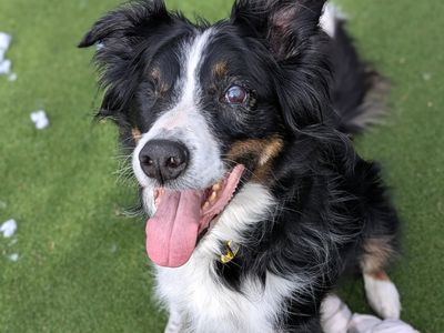 Harry | Collie (Border) | Shoreham (Sussex) - 2