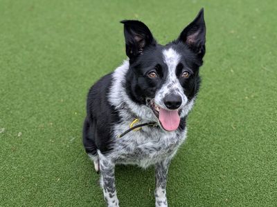 Hope | Collie (Border) | Shoreham (Sussex) - 3