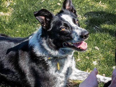 Hope | Collie (Border) | Shoreham (Sussex) - 5