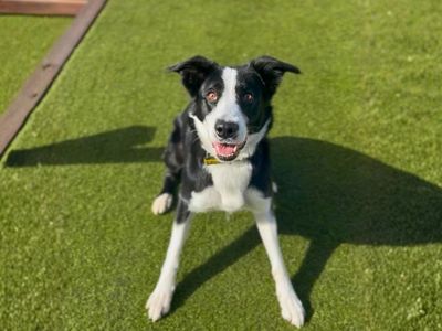 Taco | Collie (Border) | Manchester - 3