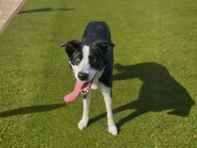 Taco | Collie (Border) | Manchester - 5