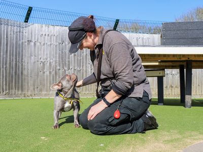 Ivy | French Bulldog | Evesham (Worcestershire) - 3