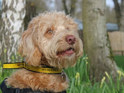 Dipper | Retriever (Labrador) Cross | Merseyside (Liverpool) - 1