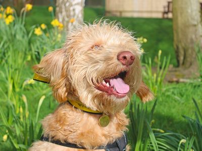 Dipper | Retriever (Labrador) Cross | Merseyside (Liverpool) - 3