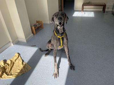 Flossy | Great Dane | Loughborough - 5
