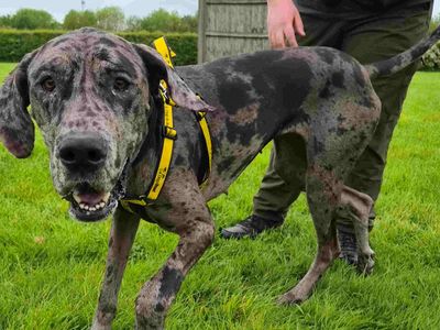 Flossy | Great Dane | Loughborough - 3
