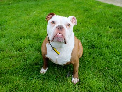 Tyson | Bulldog | Darlington - 3