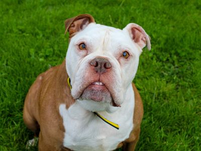 Tyson | Bulldog | Darlington - 2