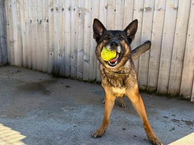 Akira | German Shepherd Dog | Manchester - 5