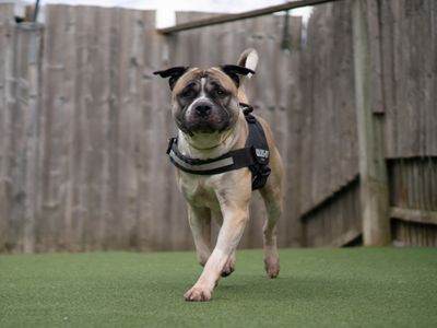 Zephyr | Akita Cross | Kenilworth (West Midlands) - 3